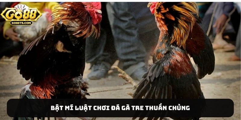 Bật mí luật chơi đá gà tre thuần chủng