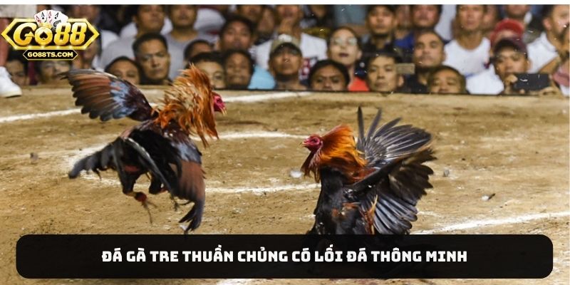 Đá gà tre thuần chủng có lối đá thông minh