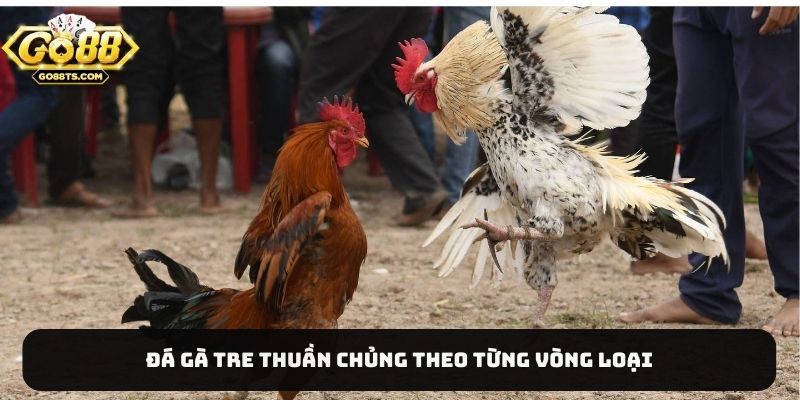 Đá gà tre thuần chủng theo từng vòng loại