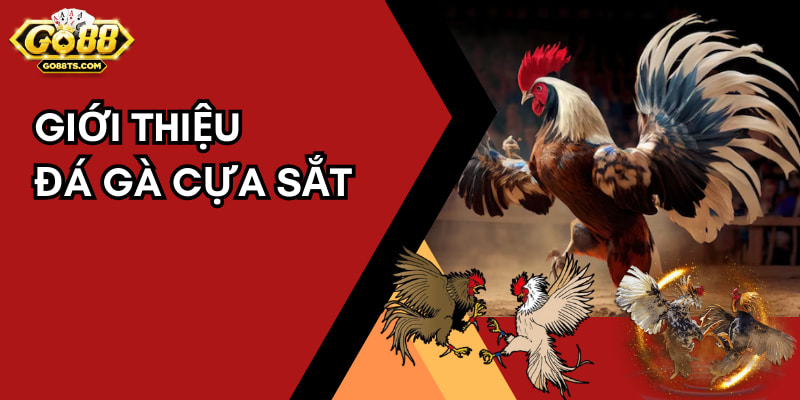 Đá gà cựa sắt là loại soi kèo chiến kê siêu kịch tính