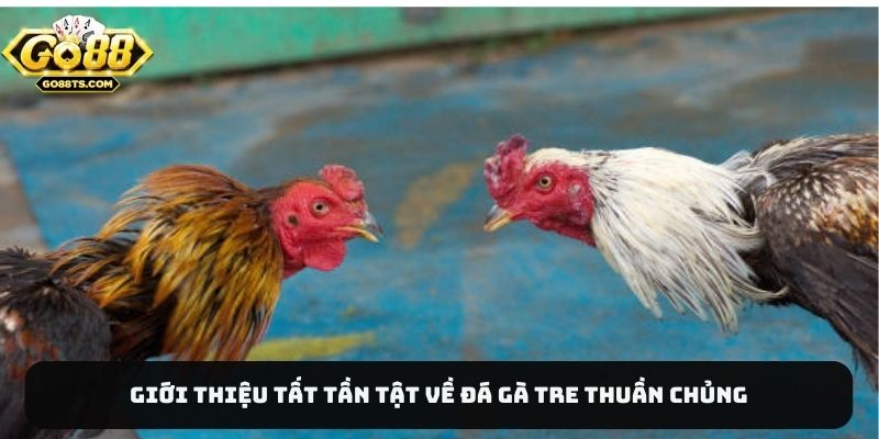 Giới thiệu tất tần tật về đá gà tre thuần chủng