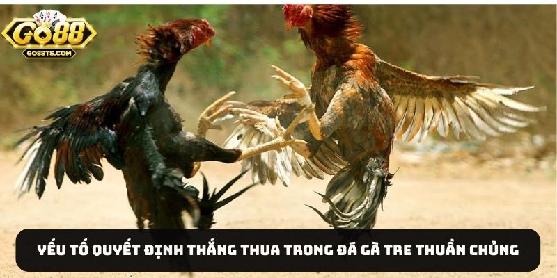 Yếu tố quyết định thắng thua trong đá gà tre thuần chủng